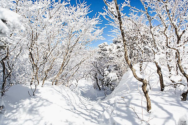 포토 JPG 주간 나무 계절 겨울 자연 풍경 사람없음 야외 숲 전라북도 덕유산 상고대 국내포토 자연요소 식물 산 전라도 생태계 서리 무주 파일형식