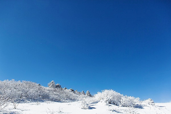 포토 JPG 주간 나무 계절 겨울 자연 풍경 사람없음 야외 전라북도 덕유산 상고대 국내포토 자연요소 식물 산 전라도 생태계 서리 무주 파일형식