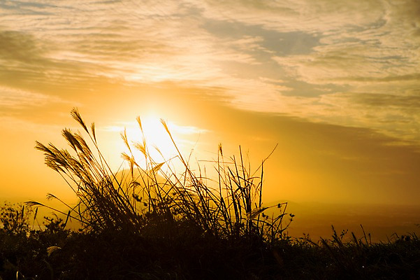 포토 JPG 주간 구름 하늘 한국 갈대 풍경 사람없음 야외 태양 제주도 노을 국내포토 자연요소 식물 아시아 파일형식