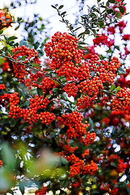 포토 JPG 주간 나무 열매 한국 풍경 사람없음 야외 제주도 외돌개 국내포토 자연요소 식물 아시아 파일형식
