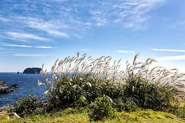 포토 JPG 주간 바다 한국 풍경 사람없음 야외 제주도 억새 외돌개 국내포토 자연요소 식물 아시아 파일형식