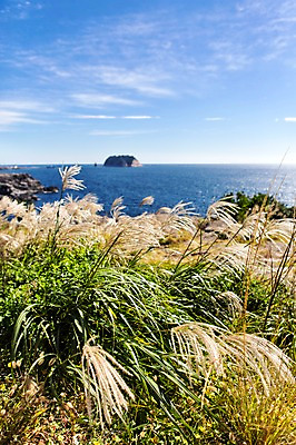 포토 JPG 주간 바다 한국 풍경 사람없음 야외 제주도 억새 외돌개 국내포토 자연요소 식물 아시아 파일형식