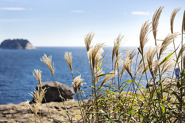 포토 JPG 주간 바다 한국 풍경 사람없음 야외 제주도 돌_바위 바위 억새 외돌개 국내포토 자연요소 식물 아시아 파일형식
