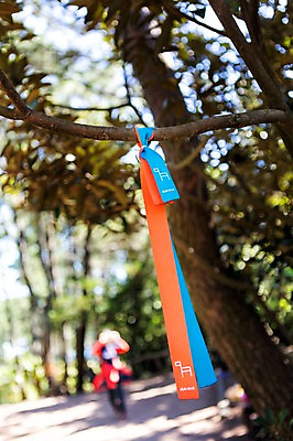 포토 JPG 주간 리본 여행 한국 풍경 사람없음 야외 제주도 나뭇가지 올레길 외돌개 국내포토 자연요소 나무 아시아 길 파일형식