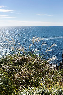 포토 JPG 주간 바다 여행 한국 풍경 사람없음 야외 제주도 억새 주상절리 국내포토 자연요소 식물 아시아 파일형식