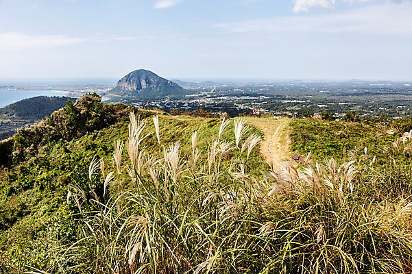 포토 JPG 주간 바다 여행 한국 풍경 사람없음 야외 제주도 억새 군산오름 산방산 국내포토 자연요소 식물 아시아 산 오름 서귀포 파일형식