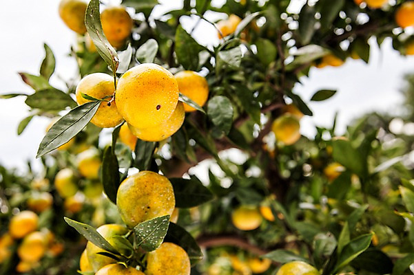 포토 JPG 주간 나무 여행 나뭇잎 귤 한국 풍경 사람없음 야외 제주도 제철과일 국내포토 자연요소 식물 아시아 잎 과일 제철 파일형식
