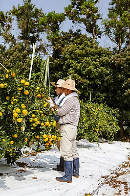포토 JPG 주간 전신 남자 행복 아들 50대 가족 귤 한국 작업복 서기 사람 성인 야외 두명 옆모습 30대 부모 제주도 농장 농사 기쁨 한국인 수확 자녀 체험 아빠 과수원 즐거움 밀짚모자 귀농 제주감귤 귤나무 부자지간 국내포토 자연요소 나무 모자_잡화 옷 감정 아시아 뷰포인트 중년 컨셉 농업 과일 관계 모션 동양인 장년 특산물 파일형식