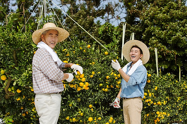 포토 JPG 주간 나무 남자 행복 아들 50대 가족 귤 한국 작업복 서기 미소 사람 상반신 성인 야외 두명 옆모습 30대 부모 수건 제주도 농장 농사 기쁨 한국인 수확 자녀 체험 아빠 과수원 즐거움 밀짚모자 귀농 제주감귤 귤나무 부자지간 성인남자만 국내포토 자연요소 식물 모자_잡화 옷 감정 아시아 뷰포인트 중년 컨셉 농업 과일 관계 모션 표정 동양인 장년 위생용품 특산물 남자만 성인만 파일형식