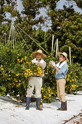 포토 JPG 주간 전신 남자 행복 아들 50대 가족 귤 한국 작업복 서기 들기 사람 성인 야외 두명 앞모습 옆모습 30대 부모 제주도 농장 농사 기쁨 한국인 수확 자녀 체험 아빠 과수원 즐거움 귀농 제주감귤 귤나무 부자지간 성인남자만 국내포토 자연요소 나무 옷 감정 아시아 뷰포인트 중년 컨셉 농업 과일 관계 모션 동양인 장년 특산물 남자만 성인만 파일형식