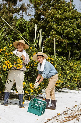 포토 JPG 주간 전신 남자 행복 아들 50대 장갑 가족 귤 한국 작업복 서기 사람 성인 야외 두명 앞모습 30대 부모 수건 제주도 농장 농사 기쁨 한국인 수확 자녀 체험 아빠 과수원 즐거움 밀짚모자 귀농 제주감귤 귤나무 부자지간 성인남자만 국내포토 자연요소 나무 모자_잡화 잡화 옷 감정 아시아 뷰포인트 중년 컨셉 농업 과일 관계 모션 동양인 장년 위생용품 특산물 남자만 성인만 파일형식