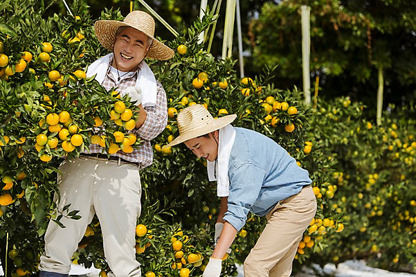 포토 JPG 주간 남자 행복 아들 50대 가족 귤 한국 작업복 서기 미소 사람 상반신 성인 야외 두명 앞모습 옆모습 30대 부모 제주도 농장 농사 기쁨 한국인 수확 자녀 체험 아빠 과수원 즐거움 밀짚모자 귀농 제주감귤 귤나무 부자지간 성인남자만 국내포토 자연요소 나무 모자_잡화 옷 감정 아시아 뷰포인트 중년 컨셉 농업 과일 관계 모션 표정 동양인 장년 특산물 남자만 성인만 파일형식