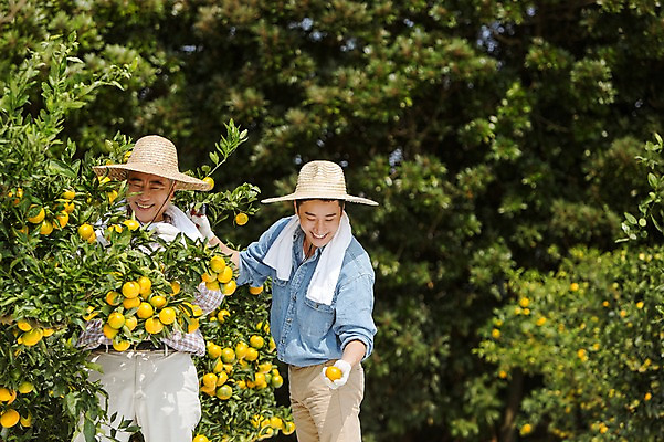 포토 JPG 주간 남자 행복 아들 50대 가족 귤 한국 작업복 서기 미소 사람 상반신 성인 야외 두명 앞모습 30대 부모 수건 제주도 농장 농사 기쁨 한국인 수확 자녀 체험 아빠 과수원 즐거움 밀짚모자 귀농 제주감귤 귤나무 부자지간 성인남자만 국내포토 자연요소 나무 모자_잡화 옷 감정 아시아 뷰포인트 중년 컨셉 농업 과일 관계 모션 표정 동양인 장년 위생용품 특산물 남자만 성인만 파일형식