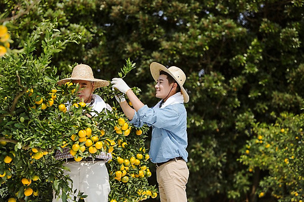 포토 JPG 주간 남자 행복 아들 50대 가족 귤 한국 작업복 서기 미소 사람 상반신 성인 야외 두명 앞모습 옆모습 30대 부모 제주도 농장 농사 기쁨 한국인 수확 자녀 체험 아빠 과수원 즐거움 밀짚모자 귀농 제주감귤 귤나무 부자지간 성인남자만 국내포토 자연요소 나무 모자_잡화 옷 감정 아시아 뷰포인트 중년 컨셉 농업 과일 관계 모션 표정 동양인 장년 특산물 남자만 성인만 파일형식