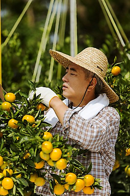 포토 JPG 주간 남자 행복 50대 귤 한국 작업복 한명 서기 사람 상반신 성인 야외 옆모습 부모 제주도 농장 농사 기쁨 한국인 수확 아빠 과수원 즐거움 밀짚모자 귀농 제주감귤 귤나무 중년만 국내포토 자연요소 나무 모자_잡화 1 옷 감정 아시아 뷰포인트 중년 농업 과일 가족 모션 동양인 특산물 성인만 파일형식