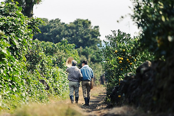 포토 JPG 주간 전신 남자 행복 아들 50대 가족 귤 한국 작업복 들기 사람 성인 야외 두명 뒷모습 30대 부모 제주도 농장 걷기 농사 다정 기쁨 한국인 자녀 체험 아빠 과수원 즐거움 밀짚모자 귀농 제주감귤 부자지간 성인남자만 국내포토 자연요소 모자_잡화 옷 감정 아시아 뷰포인트 중년 컨셉 농업 과일 관계 모션 동양인 장년 특산물 남자만 성인만 파일형식