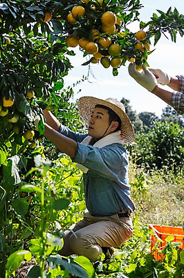 포토 JPG 주간 전신 남자 행복 아들 가족 귤 한국 작업복 사람 앉기 20대 성인 야외 두명 옆모습 부모 제주도 농장 농사 기쁨 한국인 수확 자녀 체험 과수원 즐거움 밀짚모자 귀농 제주감귤 귤나무 성인남자만 청년만 청년남자만 국내포토 자연요소 나무 모자_잡화 옷 감정 아시아 뷰포인트 컨셉 농업 과일 관계 모션 동양인 청년 특산물 남자만 성인만 파일형식