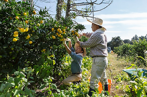 포토 JPG 주간 전신 남자 행복 아들 50대 가족 귤 한국 작업복 서기 사람 앉기 성인 야외 두명 옆모습 30대 부모 제주도 농장 농사 기쁨 한국인 수확 자녀 체험 아빠 과수원 즐거움 밀짚모자 귀농 제주감귤 귤나무 부자지간 성인남자만 국내포토 자연요소 나무 모자_잡화 옷 감정 아시아 뷰포인트 중년 컨셉 농업 과일 관계 모션 동양인 장년 특산물 남자만 성인만 파일형식