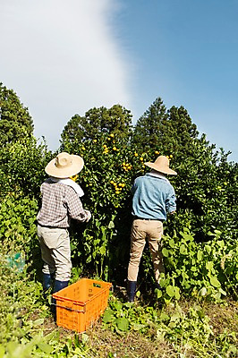 포토 JPG 주간 전신 구름 남자 행복 아들 50대 가족 하늘 귤 한국 작업복 서기 사람 성인 야외 두명 뒷모습 30대 부모 제주도 농장 농사 기쁨 한국인 수확 자녀 체험 아빠 과수원 즐거움 밀짚모자 귀농 제주감귤 귤나무 부자지간 성인남자만 국내포토 자연요소 나무 모자_잡화 옷 감정 아시아 뷰포인트 중년 컨셉 농업 과일 관계 모션 동양인 장년 특산물 남자만 성인만 파일형식