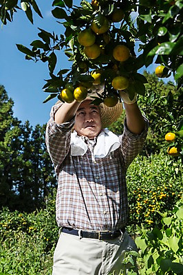 포토 JPG 주간 남자 행복 50대 귤 한국 한명 서기 사람 상반신 성인 야외 앞모습 부모 수건 제주도 농장 농사 기쁨 한국인 수확 작업 체험 아빠 과수원 즐거움 밀짚모자 귀농 제주감귤 귤나무 남자한명만 성인남자만 성인한명만 성인남자한명만 중년만 중년남자만 중년남자한명만 국내포토 자연요소 나무 모자_잡화 1 감정 아시아 뷰포인트 중년 컨셉 농업 과일 가족 모션 동양인 위생용품 특산물 남자만 성인만 파일형식
