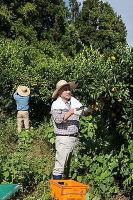 포토 JPG 주간 전신 남자 행복 아들 50대 가족 귤 한국 작업복 서기 사람 성인 야외 두명 앞모습 뒷모습 30대 상자 부모 제주도 농장 농사 기쁨 한국인 수확 자녀 체험 아빠 과수원 즐거움 밀짚모자 귀농 제주감귤 귤나무 부자지간 성인남자만 국내포토 자연요소 나무 모자_잡화 옷 감정 아시아 뷰포인트 중년 컨셉 농업 과일 관계 모션 동양인 장년 특산물 남자만 성인만 파일형식