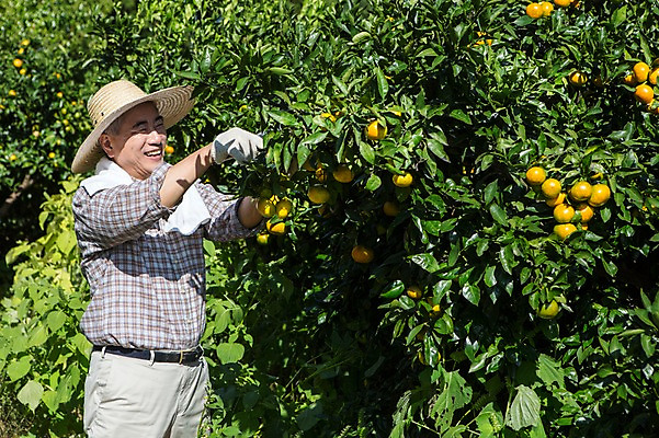 포토 JPG 주간 남자 행복 50대 귤 한국 작업복 한명 서기 미소 사람 상반신 성인 야외 옆모습 부모 제주도 농장 농사 기쁨 한국인 수확 아빠 과수원 즐거움 밀짚모자 귀농 제주감귤 귤나무 남자한명만 성인남자만 성인한명만 성인남자한명만 중년만 중년남자만 중년남자한명만 국내포토 자연요소 나무 모자_잡화 1 옷 감정 아시아 뷰포인트 중년 농업 과일 가족 모션 표정 동양인 특산물 남자만 성인만 파일형식