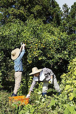 포토 JPG 주간 전신 남자 행복 아들 50대 가족 귤 한국 작업복 서기 사람 성인 야외 두명 30대 상자 부모 제주도 농장 농사 기쁨 한국인 수확 자녀 체험 아빠 과수원 즐거움 밀짚모자 귀농 제주감귤 귤나무 부자지간 성인남자만 국내포토 자연요소 나무 모자_잡화 옷 감정 아시아 중년 컨셉 농업 과일 관계 모션 동양인 장년 특산물 남자만 성인만 파일형식