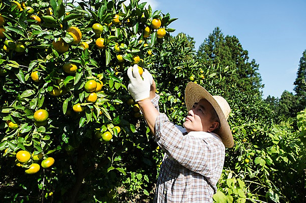 포토 JPG 주간 남자 행복 50대 귤 한국 작업복 한명 서기 사람 상반신 성인 야외 옆모습 부모 제주도 농장 농사 기쁨 한국인 수확 아빠 과수원 즐거움 밀짚모자 귀농 제주감귤 귤나무 남자한명만 성인남자만 성인한명만 성인남자한명만 중년만 중년남자만 중년남자한명만 국내포토 자연요소 나무 모자_잡화 1 옷 감정 아시아 뷰포인트 중년 농업 과일 가족 모션 동양인 특산물 남자만 성인만 파일형식