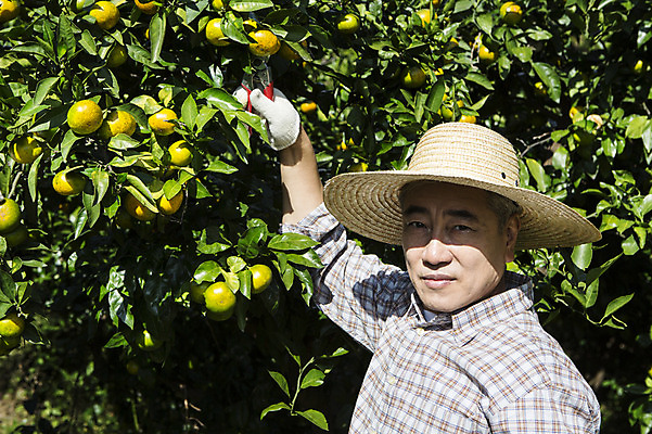 포토 JPG 주간 남자 행복 50대 귤 한국 가위 작업복 한명 서기 미소 들기 사람 상반신 성인 야외 앞모습 부모 제주도 농장 농사 기쁨 한국인 수확 아빠 과수원 즐거움 밀짚모자 귀농 제주감귤 귤나무 남자한명만 성인남자만 성인한명만 성인남자한명만 중년만 중년남자만 중년남자한명만 국내포토 자연요소 나무 모자_잡화 1 옷 감정 아시아 뷰포인트 중년 농업 과일 가족 모션 문구용품 표정 동양인 특산물 남자만 성인만 파일형식
