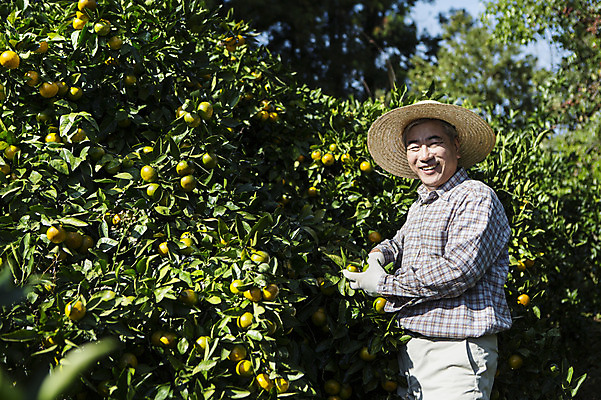 포토 JPG 주간 남자 행복 50대 귤 한국 가위 작업복 한명 서기 미소 들기 사람 상반신 성인 야외 옆모습 부모 제주도 농장 농사 기쁨 한국인 수확 아빠 과수원 즐거움 밀짚모자 귀농 제주감귤 귤나무 남자한명만 성인남자만 성인한명만 성인남자한명만 중년만 중년남자만 중년남자한명만 국내포토 자연요소 나무 모자_잡화 1 옷 감정 아시아 뷰포인트 중년 농업 과일 가족 모션 문구용품 표정 동양인 특산물 남자만 성인만 파일형식