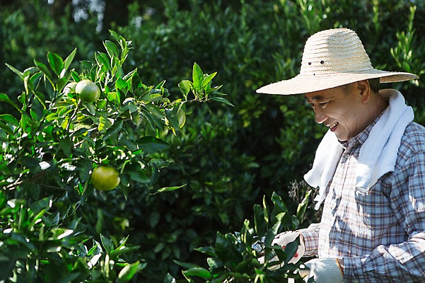 포토 JPG 주간 남자 행복 50대 귤 한국 작업복 한명 서기 미소 사람 상반신 성인 야외 옆모습 부모 수건 제주도 농장 농사 기쁨 한국인 수확 아빠 과수원 즐거움 밀짚모자 귀농 제주감귤 귤나무 남자한명만 성인남자만 성인한명만 성인남자한명만 중년만 중년남자만 중년남자한명만 국내포토 자연요소 나무 모자_잡화 1 옷 감정 아시아 뷰포인트 중년 농업 과일 가족 모션 표정 동양인 위생용품 특산물 남자만 성인만 파일형식