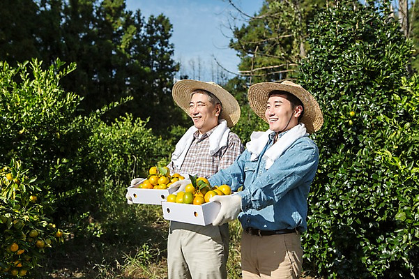 포토 JPG 주간 응시 남자 행복 아들 50대 가족 귤 한국 작업복 서기 미소 들기 사람 상반신 성인 야외 두명 옆모습 30대 상자 부모 제주도 농장 농사 기쁨 한국인 수확 자녀 체험 아빠 과수원 즐거움 밀짚모자 귀농 제주감귤 귤나무 나란히 부자지간 성인남자만 국내포토 자연요소 나무 모자_잡화 시선 옷 감정 아시아 뷰포인트 중년 컨셉 농업 과일 관계 모션 표정 동양인 장년 특산물 남자만 성인만 파일형식