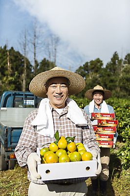 포토 JPG 주간 남자 행복 아들 50대 가족 귤 한국 작업복 서기 미소 들기 사람 상반신 성인 야외 두명 앞모습 30대 상자 부모 제주도 농장 농사 기쁨 한국인 트럭 수확 자녀 체험 아빠 과수원 즐거움 밀짚모자 귀농 제주감귤 부자지간 성인남자만 국내포토 자연요소 모자_잡화 옷 감정 아시아 뷰포인트 중년 컨셉 농업 과일 관계 모션 자동차 표정 동양인 장년 특산물 남자만 성인만 파일형식