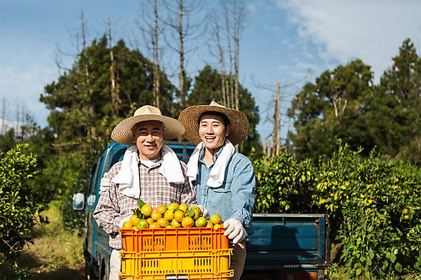 포토 JPG 주간 나무 남자 행복 아들 50대 가족 귤 한국 작업복 서기 미소 들기 사람 상반신 성인 야외 두명 앞모습 30대 상자 부모 수건 제주도 농장 농사 기쁨 한국인 트럭 수확 자녀 체험 아빠 과수원 즐거움 밀짚모자 귀농 제주감귤 귤나무 부자지간 성인남자만 국내포토 자연요소 식물 모자_잡화 옷 감정 아시아 뷰포인트 중년 컨셉 농업 과일 관계 모션 자동차 표정 동양인 장년 위생용품 특산물 남자만 성인만 파일형식