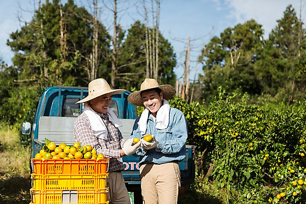 포토 JPG 주간 남자 행복 아들 50대 가족 귤 한국 작업복 서기 미소 들기 사람 상반신 성인 야외 두명 앞모습 30대 상자 부모 제주도 농장 농사 기쁨 한국인 트럭 수확 자녀 체험 아빠 과수원 즐거움 밀짚모자 귀농 제주감귤 귤나무 나란히 부자지간 성인남자만 국내포토 자연요소 나무 모자_잡화 옷 감정 아시아 뷰포인트 중년 컨셉 농업 과일 관계 모션 자동차 표정 동양인 장년 특산물 남자만 성인만 파일형식