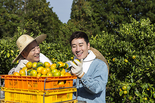 포토 JPG 주간 남자 행복 아들 50대 가족 귤 한국 작업복 서기 미소 들기 사람 상반신 성인 야외 두명 앞모습 30대 상자 부모 제주도 농장 농사 기쁨 한국인 수확 자녀 체험 아빠 과수원 즐거움 밀짚모자 귀농 제주감귤 귤나무 부자지간 성인남자만 국내포토 자연요소 나무 모자_잡화 옷 감정 아시아 뷰포인트 중년 컨셉 농업 과일 관계 모션 표정 동양인 장년 특산물 남자만 성인만 파일형식