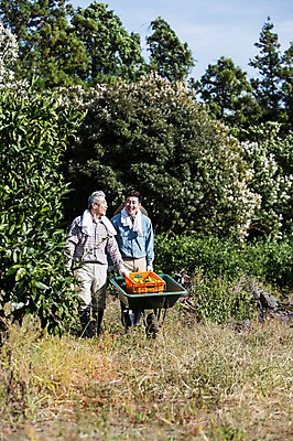 포토 JPG 주간 전신 남자 행복 아들 50대 가족 귤 한국 작업복 미소 사람 성인 야외 두명 앞모습 30대 부모 제주도 농장 걷기 농사 수레 기쁨 한국인 수확 자녀 체험 아빠 과수원 즐거움 밀짚모자 귀농 제주감귤 귤나무 부자지간 성인남자만 국내포토 자연요소 나무 모자_잡화 옷 감정 아시아 뷰포인트 중년 컨셉 농업 과일 관계 모션 표정 동양인 장년 카트 특산물 남자만 성인만 파일형식
