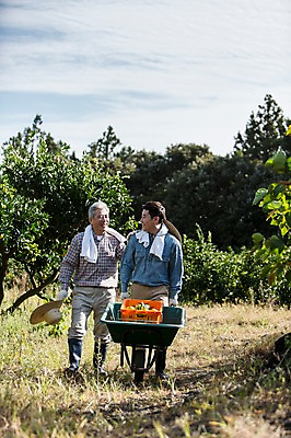 포토 JPG 주간 전신 남자 행복 아들 50대 가족 귤 한국 작업복 사람 성인 야외 두명 앞모습 30대 상자 부모 제주도 농장 걷기 농사 수레 기쁨 한국인 수확 자녀 체험 아빠 과수원 즐거움 밀짚모자 귀농 제주감귤 귤나무 부자지간 성인남자만 국내포토 자연요소 나무 모자_잡화 옷 감정 아시아 뷰포인트 중년 컨셉 농업 과일 관계 모션 동양인 장년 카트 특산물 남자만 성인만 파일형식