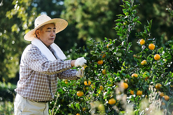 포토 JPG 주간 남자 행복 50대 귤 한국 작업복 한명 서기 사람 상반신 성인 야외 옆모습 부모 수건 제주도 농장 농사 기쁨 한국인 수확 아빠 과수원 즐거움 밀짚모자 귀농 제주감귤 귤나무 남자한명만 성인남자만 성인한명만 성인남자한명만 중년만 중년남자만 중년남자한명만 국내포토 자연요소 나무 모자_잡화 1 옷 감정 아시아 뷰포인트 중년 농업 과일 가족 모션 동양인 위생용품 특산물 남자만 성인만 파일형식