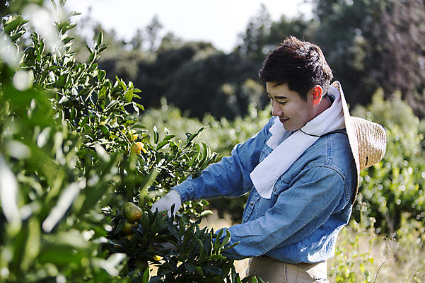 포토 JPG 주간 남자 행복 아들 귤 한국 작업복 한명 서기 미소 사람 상반신 20대 성인 야외 옆모습 수건 제주도 농장 농사 기쁨 한국인 수확 자녀 체험 과수원 즐거움 밀짚모자 귀농 제주감귤 귤나무 남자한명만 성인남자만 청년만 청년남자만 청년남자한명만 성인한명만 성인남자한명만 국내포토 자연요소 나무 모자_잡화 1 옷 감정 아시아 뷰포인트 컨셉 농업 과일 가족 모션 표정 동양인 청년 위생용품 특산물 남자만 성인만 파일형식