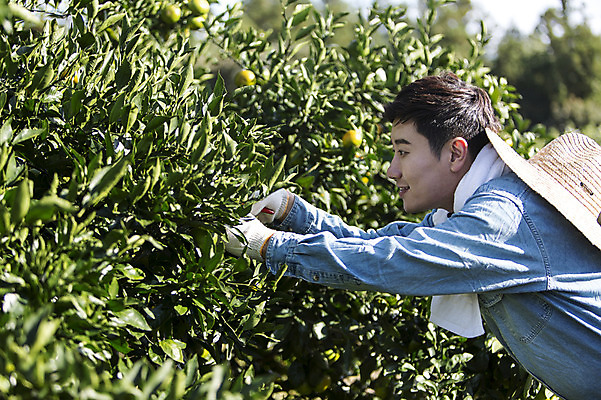 포토 자연요소 나무 모자_잡화 1 옷 감정 아시아 뷰포인트 컨셉 농업 과일 가족 모션 귤 한국 사람 동양인 청년 위생용품 제주도 특산물 남자만 남자한명만 성인남자만 청년만 청년남자만 성인만 파일형식 JPG 주간 남자 행복 아들 작업복 한명 서기 상반신 20대 성인 야외 옆모습 수건 농장 농사 기쁨 한국인 수확 자녀 체험 즐거움 밀짚모자 제주감귤 청년남자한명만 성인한명만 성인남자한명만 과수원 귀농 귤나무 국내포토
