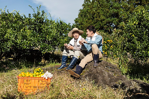 포토 JPG 주간 전신 남자 행복 아들 50대 가족 귤 한국 작업복 사람 앉기 성인 야외 두명 앞모습 30대 상자 부모 제주도 농장 농사 다정 기쁨 한국인 수확 자녀 체험 아빠 과수원 먹기 즐거움 밀짚모자 귀농 제주감귤 귤나무 부자지간 성인남자만 국내포토 자연요소 나무 모자_잡화 옷 감정 아시아 뷰포인트 중년 컨셉 농업 과일 관계 모션 동양인 장년 특산물 남자만 성인만 파일형식