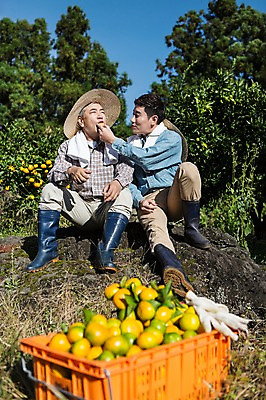 포토 JPG 주간 전신 남자 행복 아들 50대 가족 휴식 귤 한국 작업복 사람 앉기 성인 야외 두명 앞모습 30대 상자 부모 제주도 농장 농사 기쁨 한국인 수확 자녀 체험 아빠 과수원 먹기 언덕 즐거움 밀짚모자 귀농 제주감귤 귤나무 목장갑 부자지간 성인남자만 국내포토 자연요소 나무 모자_잡화 옷 감정 아시아 뷰포인트 중년 장갑 컨셉 농업 과일 관계 모션 동양인 장년 특산물 남자만 성인만 파일형식
