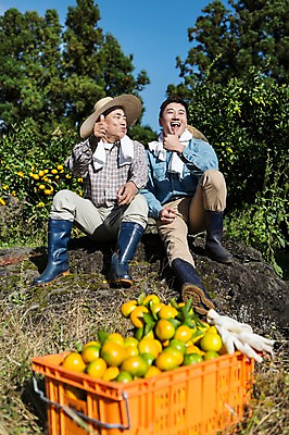 포토 JPG 주간 전신 남자 행복 아들 50대 가족 휴식 귤 한국 작업복 미소 사람 앉기 손짓 성인 야외 두명 앞모습 30대 상자 부모 제주도 농장 농사 기쁨 한국인 수확 자녀 최고 체험 아빠 과수원 먹기 언덕 즐거움 귀농 제주감귤 귤나무 목장갑 부자지간 성인남자만 맛있는 국내포토 자연요소 나무 옷 감정 아시아 뷰포인트 중년 장갑 컨셉 농업 과일 관계 모션 표정 동양인 장년 특산물 남자만 성인만 파일형식