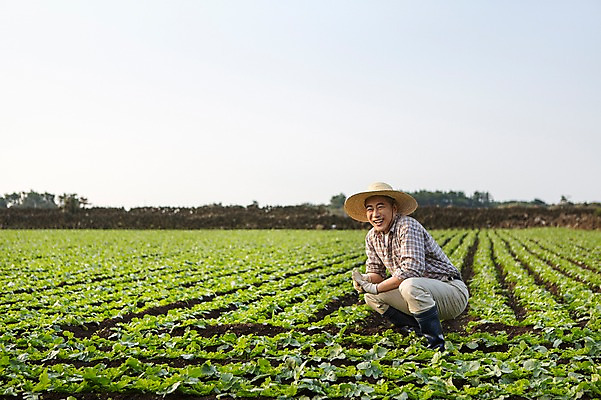 포토 JPG 주간 전신 남자 행복 50대 한국 작업복 한명 미소 사람 앉기 성인 야외 옆모습 부모 제주도 새싹 농사 기쁨 한국인 아빠 무 즐거움 밀짚모자 귀농 무밭 밭농사 중년만 소상공인 국내포토 자연요소 식물 직업 모자_잡화 1 옷 감정 아시아 뷰포인트 중년 밭 농업 가족 모션 뿌리채소 표정 동양인 경제 상인 성인만 파일형식