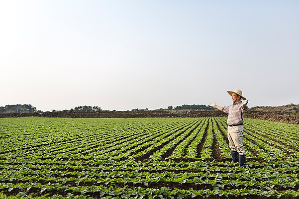 포토 JPG 주간 전신 남자 행복 50대 팔벌리기 한국 작업복 한명 서기 사람 성인 야외 옆모습 부모 제주도 새싹 농사 기쁨 한국인 아빠 무 즐거움 밀짚모자 귀농 무밭 밭농사 남자한명만 성인남자만 성인한명만 성인남자한명만 중년만 중년남자만 중년남자한명만 소상공인 국내포토 자연요소 식물 직업 모자_잡화 1 옷 감정 아시아 뷰포인트 중년 밭 농업 가족 모션 뿌리채소 동양인 경제 상인 남자만 성인만 파일형식