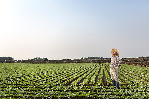 포토 JPG 주간 전신 남자 행복 50대 허리손 한국 작업복 한명 서기 사람 성인 야외 옆모습 부모 제주도 새싹 농사 스트레칭 기쁨 한국인 아빠 무 즐거움 밀짚모자 귀농 무밭 밭농사 남자한명만 성인남자만 성인한명만 성인남자한명만 중년만 중년남자만 중년남자한명만 소상공인 국내포토 자연요소 식물 직업 모자_잡화 1 옷 감정 아시아 뷰포인트 중년 포즈 밭 농업 가족 모션 뿌리채소 동양인 경제 운동 상인 남자만 성인만 파일형식