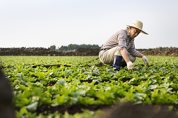 포토 JPG 주간 전신 남자 행복 50대 한국 작업복 한명 사람 앉기 성인 야외 옆모습 부모 제주도 새싹 농사 기쁨 한국인 아빠 무 즐거움 밀짚모자 귀농 무밭 밭농사 남자한명만 성인남자만 성인한명만 성인남자한명만 중년만 중년남자만 중년남자한명만 소상공인 국내포토 자연요소 식물 직업 모자_잡화 1 옷 감정 아시아 뷰포인트 중년 밭 농업 가족 모션 뿌리채소 동양인 경제 상인 남자만 성인만 파일형식