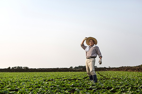 포토 JPG 주간 전신 남자 행복 50대 작업복 한명 서기 사람 성인 야외 앞모습 부모 제주도 새싹 농사 기쁨 한국인 아빠 무 즐거움 밀짚모자 귀농 무밭 밭농사 남자한명만 성인남자만 성인한명만 성인남자한명만 중년만 중년남자만 중년남자한명만 소상공인 국내포토 자연요소 식물 직업 모자_잡화 1 옷 감정 뷰포인트 중년 밭 농업 가족 모션 뿌리채소 한국 동양인 경제 상인 남자만 성인만 파일형식