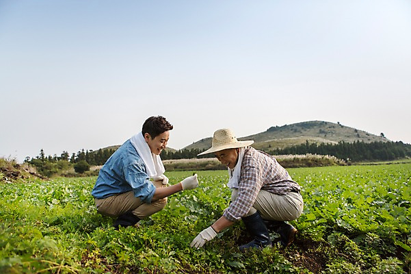 포토 JPG 주간 전신 남자 행복 아들 50대 가족 한국 작업복 미소 사람 앉기 풍경 성인 야외 두명 옆모습 30대 부모 수건 제주도 새싹 농사 기쁨 한국인 자녀 체험 아빠 무 즐거움 밀짚모자 귀농 무밭 밭농사 부자지간 성인남자만 소상공인 국내포토 자연요소 식물 직업 모자_잡화 옷 감정 아시아 뷰포인트 중년 컨셉 밭 농업 관계 모션 뿌리채소 표정 동양인 장년 경제 위생용품 상인 남자만 성인만 파일형식
